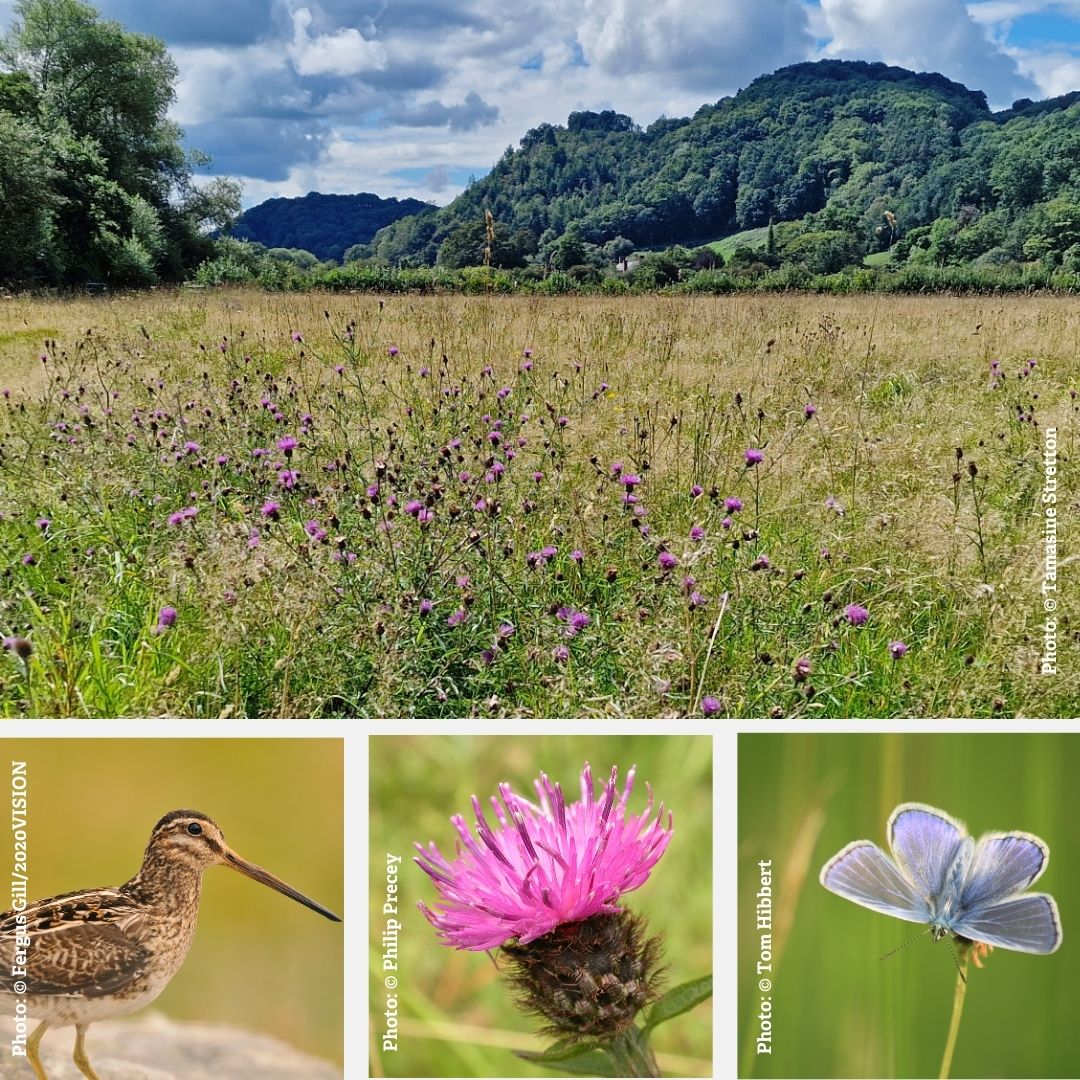 MontWildlife's tweet photo. One of our lesser-known reserves #RedHouseNR nr #Abermule is a mosaic of wetland habitats brimming with life.
Only accessible from #MontgomeryCanal towpath, it's best visited in summer.
Look out for Common Knapweed, Common Blue butterflies & Snipe 💚
👉https://t.co/gav1mEqSjh https://t.co/1KxWiNIqJ7