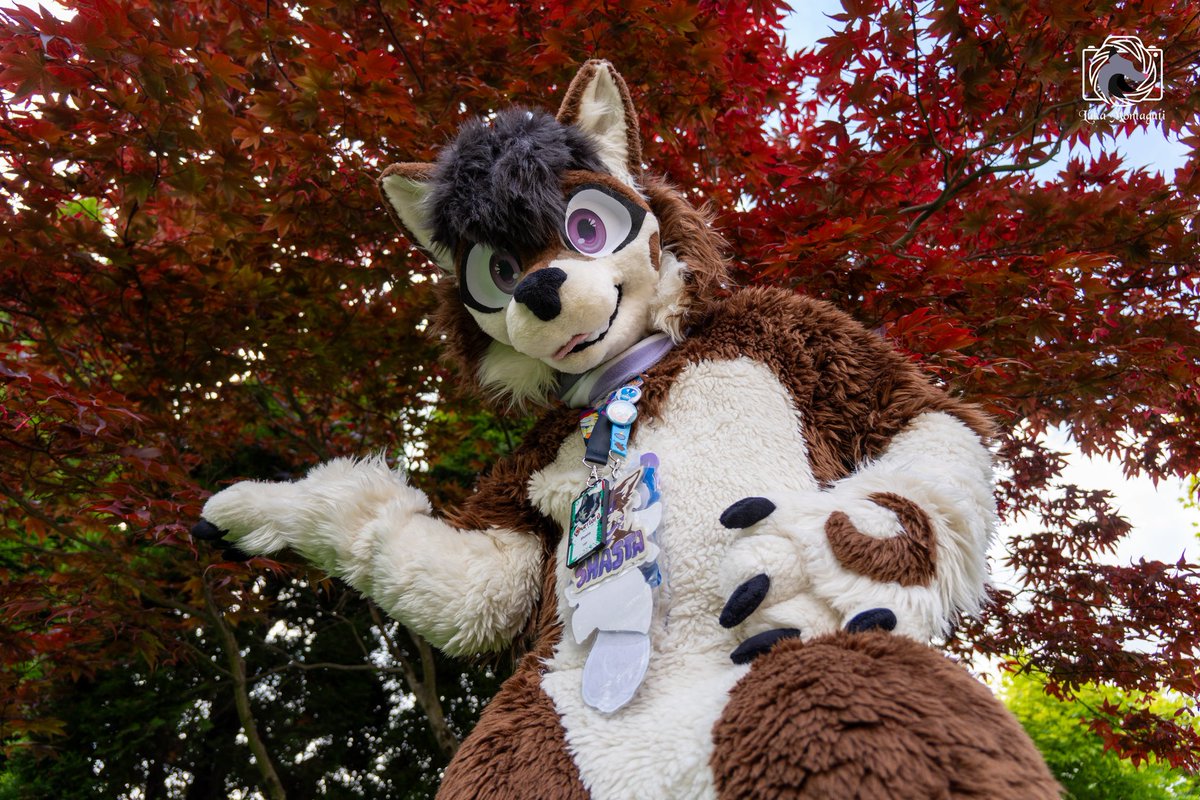 Shasta_Devrik's tweet photo. Perhaps among the cutest, made in Furizon. Happy #fursuitfriday

🪡 @LilacDreamST (Shasta)
📸 @MontagutiLuca    (#baritzlafacevameglio)
.
.

(Skippable Tags)
#furry #furryfandom #furryoc #originalcharacter #oc #fursuitmaker #originalcharacterart #fursona #husky https://t.co/Y0RJyp8YHC