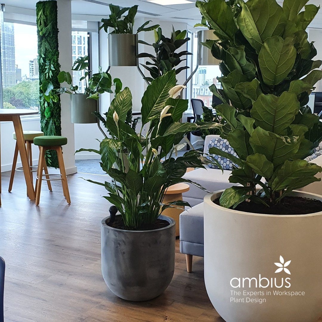 Ambius UK tweet media