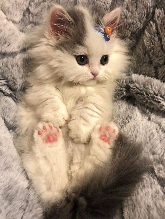 go_moskva's tweet photo. Котики и собачки на «Хлебозаводе» 🐾
🗓 15-16 июня 11:00-19:00
📍 Новодмитровская ул., 1, стр. 3

💵 Вход свободный

На этих выходных на «Хлебозаводе» пройдет фестиваль по пристройству домашних животных. Сюда 15 июня приедут 90 собак, а…
Подробнее на https://t.co/hgKYKCKahx https://t.co/eFxt6Q2C1H