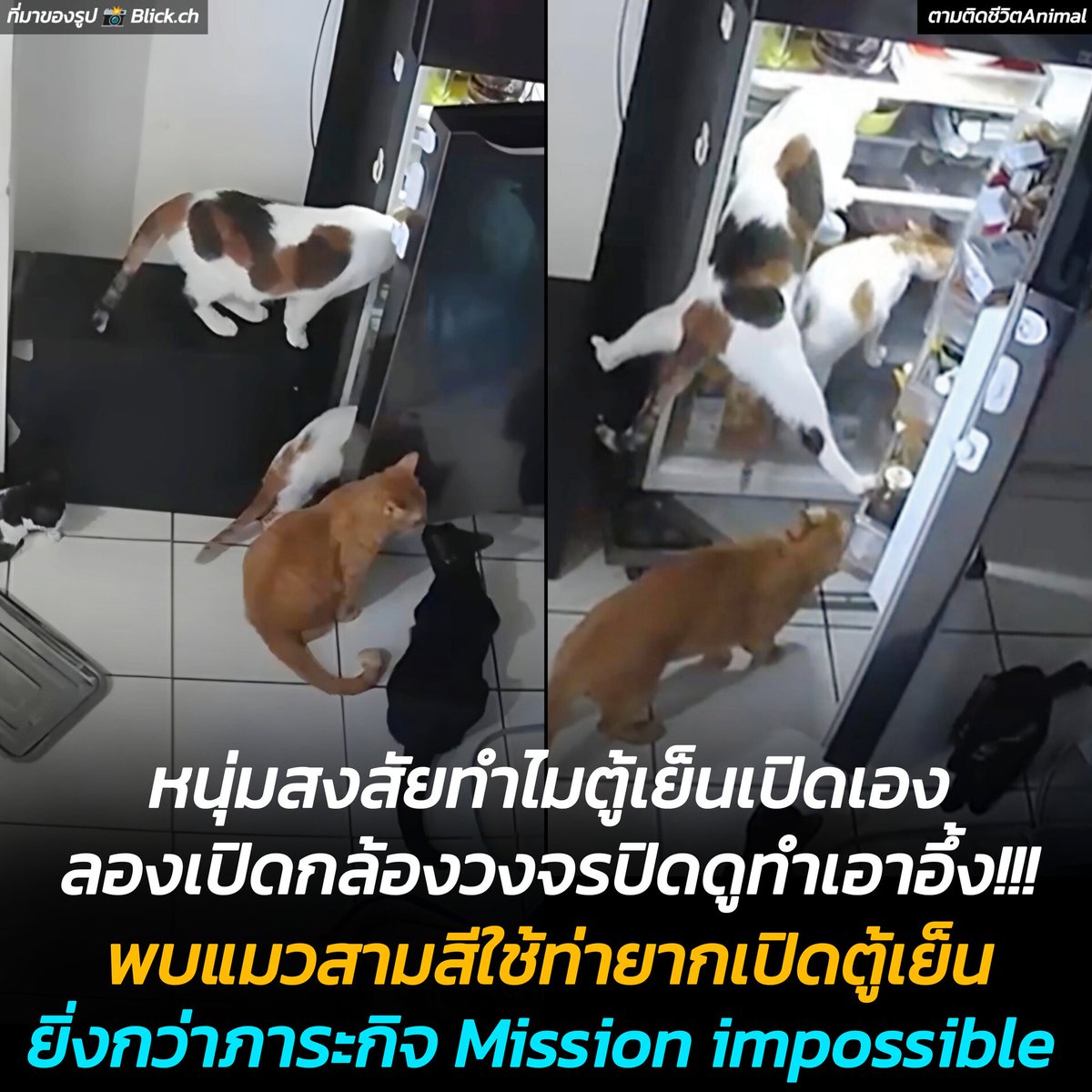 ตามติดชีวิตAnimal tweet media