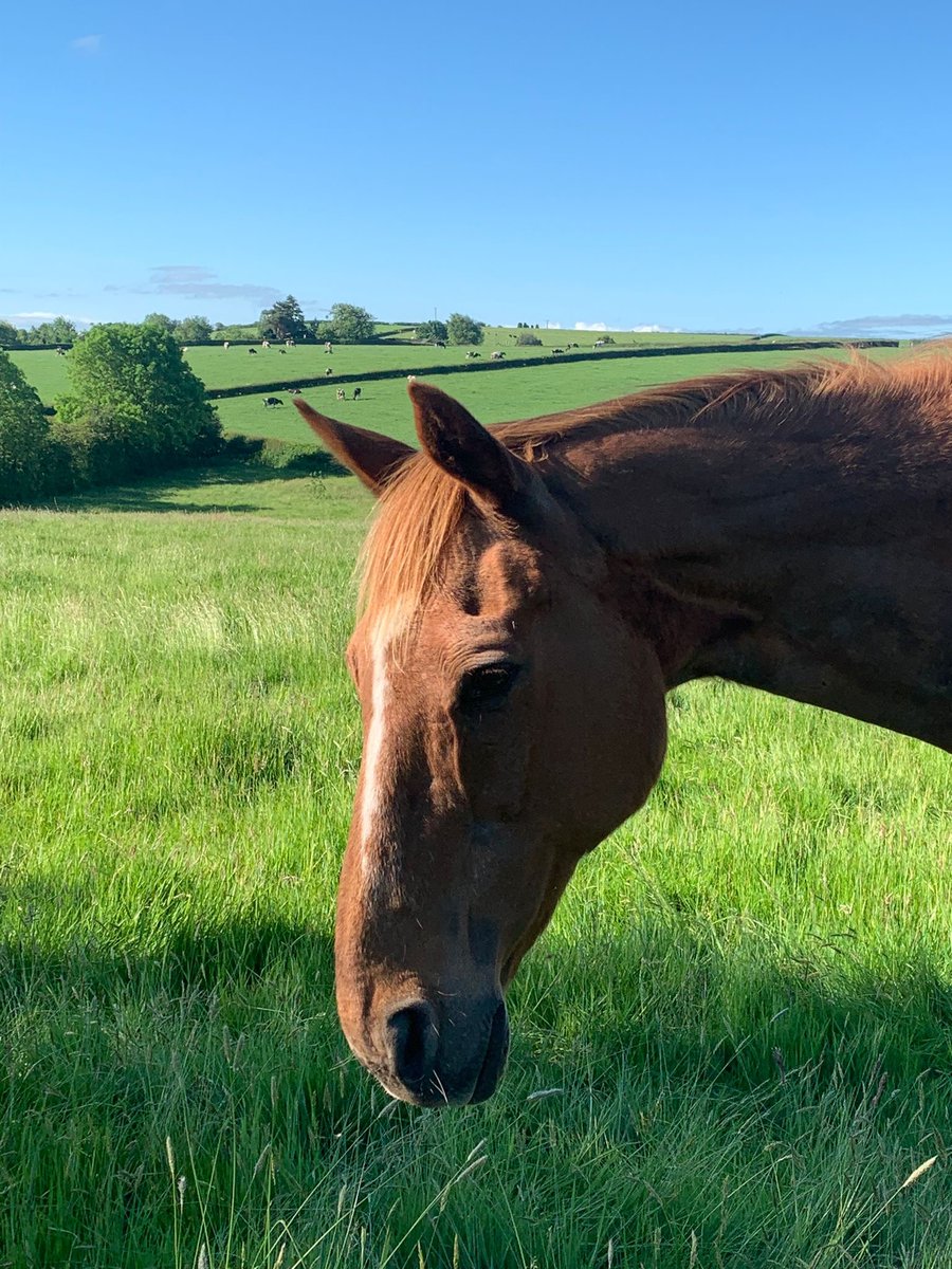 TheBTRC's tweet photo. Happy 30th to BTRC Mr Greengrass🥳
Loaner Barbara said "My gorgeous Gus celebrated his 30th birthday this week. He is THE most wonderful horse &amp; friend. Wise &amp; handsome &amp; very communicative. He lives out &amp; loves it, but half an hour in the stable for breakfast is OK by the him!!" https://t.co/u4ov8l5qcw