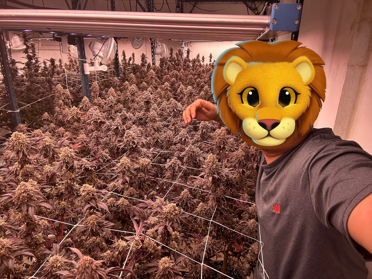 จบดอกเรียบร้อย
ฝากติดตามด้วยน้าครับผมเลิฟยูทุกคน 
#สายใบทริม #ดอกpop #ดอกtopbud จองได้เลยครับ

1🎃Caramel - cipher 
2🤡Facetz- Compound  
3👽Falcon 9 -Exotic  
4😈Metaverse - compound  
5🎃The Queen -copy cats
6😜Sigma
7🤑Caribean cream
#นนทบุรี #ดอนเมือง #สุขุมวิท #กรุงเทพ