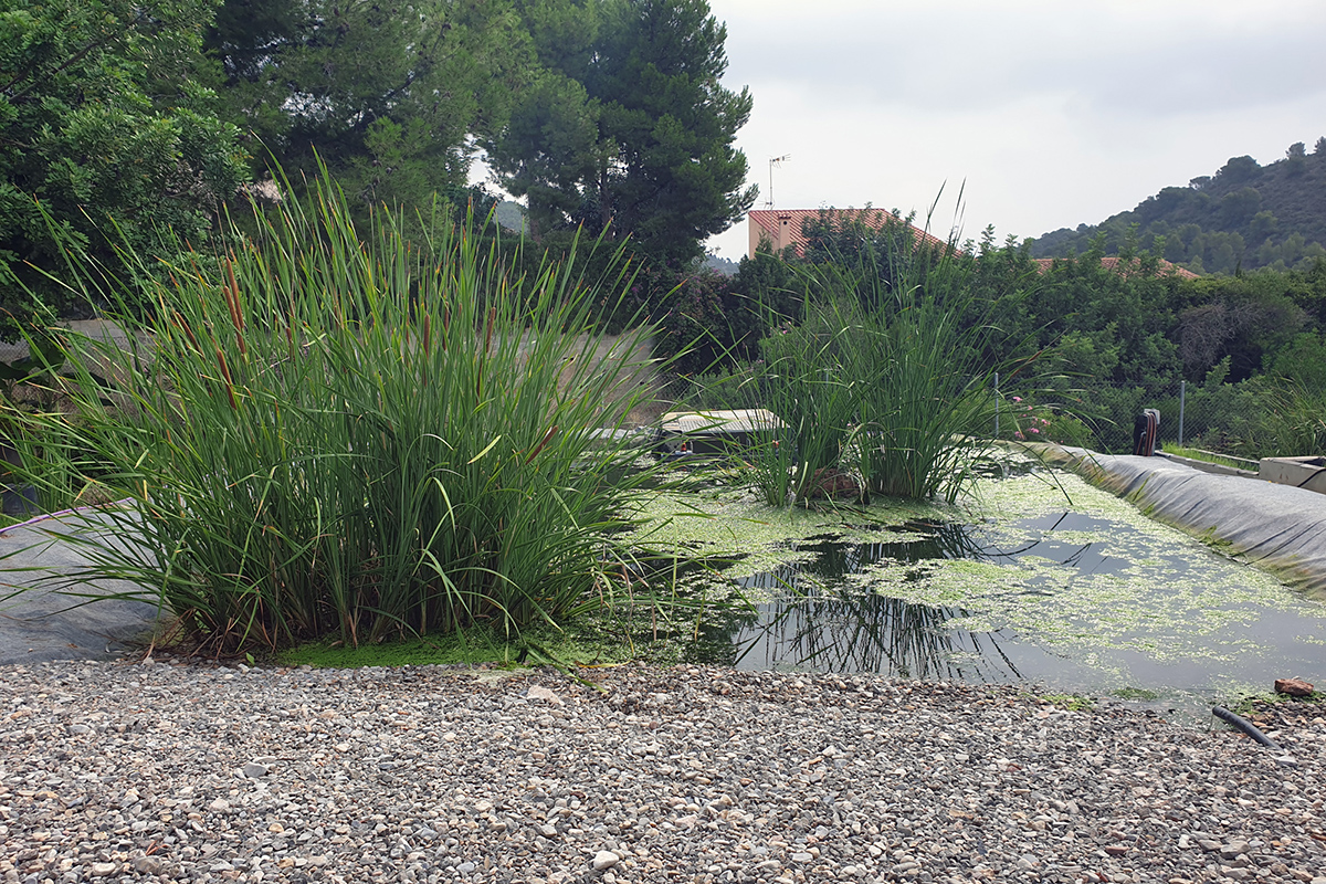 🌾 Los humedales artificiales mejoran la calidad del agua, promueven la economía circular y fomentan la biodiversidad i.mtr.cool/vgdgnsfrkf

👩‍🔬 Estudio liderado por Carmen Hernández, investigadora del IIAMA-UPV, realizado en el marco del proyecto LIFE Renaturwat