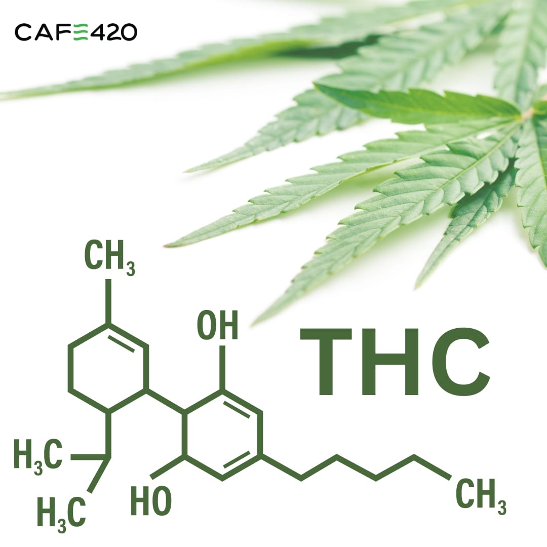 Cafe420za's tweet photo. THC, or tetrahydrocannabinol, is the primary psychoactive component of cannabis. It's what gives you that 'high' feeling 😌
But there's more to THC than meets the eye! 👀
Stay tuned for more insights 🌱
#thc #cannabisscience #knowledgeispower #cannabiseducation #informedchoices https://t.co/IrZy8ij0tZ