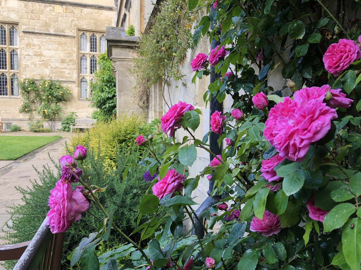 JesusOxford's tweet photo. It may be a little chilly for June, but our First Quad borders are still looking glorious 🥀💮
#fridayflora #jesuscollegeoxford #roses https://t.co/4Sx08nHuWX