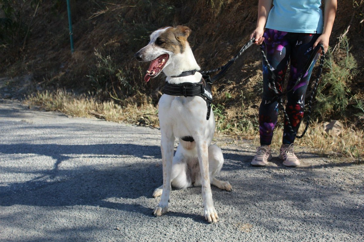 protemalaga's tweet photo. Wendy, 3 años, tamaño grande.
Wendy es al típica perrita apta para cualquier familia, adora a las personas y a los perros. Es activa, le encanta jugar. También cariñosa y divertida, no podría ser más perfecta. Para conocerla escribe a: moduloc@protectoramalaga.com https://t.co/JC5DGTItre