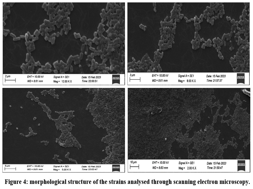 biotech_asia's tweet image. bit.ly/3yQzOSB - Read the Article here
Strategies for Aerobic Decolorization and Detoxification of a Disperse Dye by an Isolate of Bacillus SP Pertaining to its Possible Correlation with Cod in Textile Effluent
#AerobicDegradation #Decolorization #MicrobialDetoxification