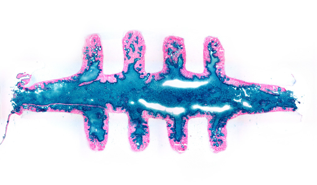 🔧 Engineering New Gut Models 🔧 
Innovative organoid-on-a-chip merges stem cell biology with advanced bioengineering for more accurate models for drug R&amp;D, potentially leading to faster, safer and more tailored treatments for future patients.

Read more: spkl.io/60104Aza4