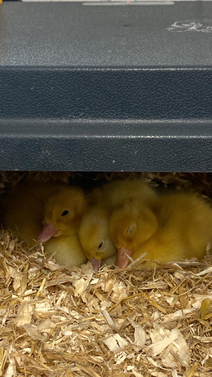 StR_LDBSLAT's tweet photo. The children in Grape Class have had some very cute visitors this week!
๐ฅ ๐ฃ
The ducklings have also inspired some fantastic writing and drawing.
#LDBSLAT #LDBS #EYFS #ducklings #phonics #earlywriting #EarlyYears https://t.co/rmoLRITUIk