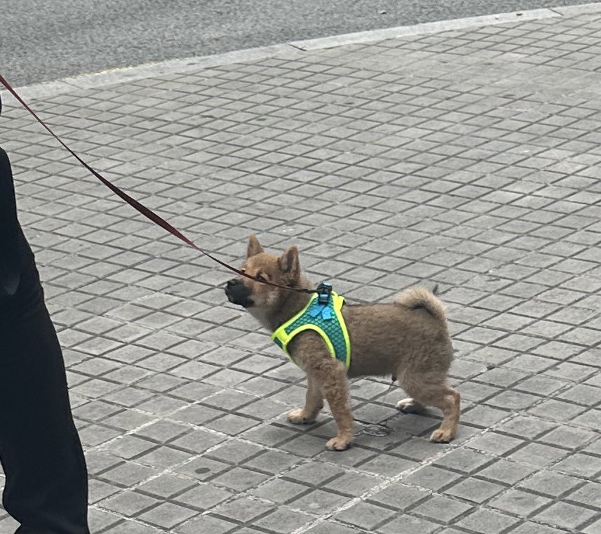 pero como un ser vivo puede ser tan absolutamente precioso?????? ✨😭