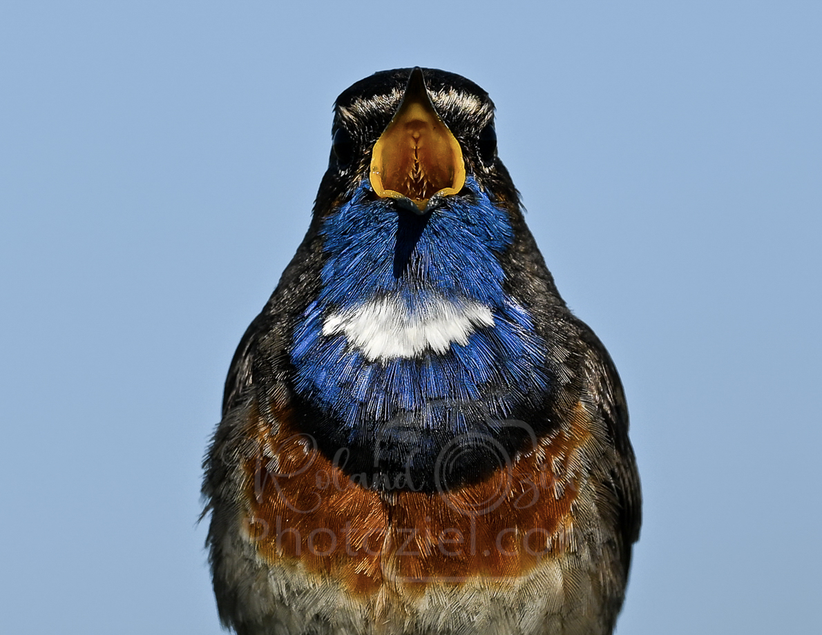 rolandoziel's tweet photo. La saison se termine pour la Gorgebleue à miroir 📷 (Luscinia svecica), je veux dire les "manifestations caractéristiques" et si captivantes de la période nuptiale où les mâles sont exubérants et particulièrement démonstratifs.
#photographers https://t.co/K28kme7BFK