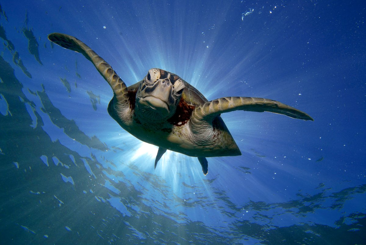 WWF Coral Triangle tweet media