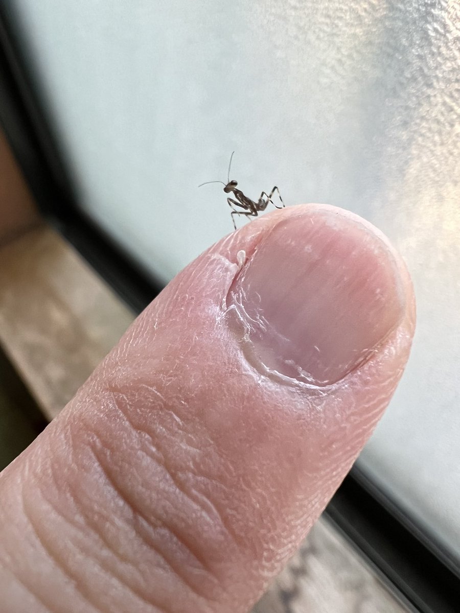 dellalupa75's tweet photo. 窓にカマキリの子供がいた。😄とても小さくて驚いた。😱 https://t.co/Oa67CYw2F5