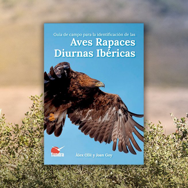 Us convidem a la presentació de «Guía de campo para la identificación de las aves rapaces diurnas ibéricas» 

Amb els autors Àlex Ollé <a href="/aolle_alex/">macrourus</a> i Joan Goy <a href="/joanet27/">Joan Goy</a>  i la participació de José Luis Copete @CopeteJL 

🗓️ 19 de juny 🕗 18.30 h
📍 ORYX

Us hi esperem! 🦅
