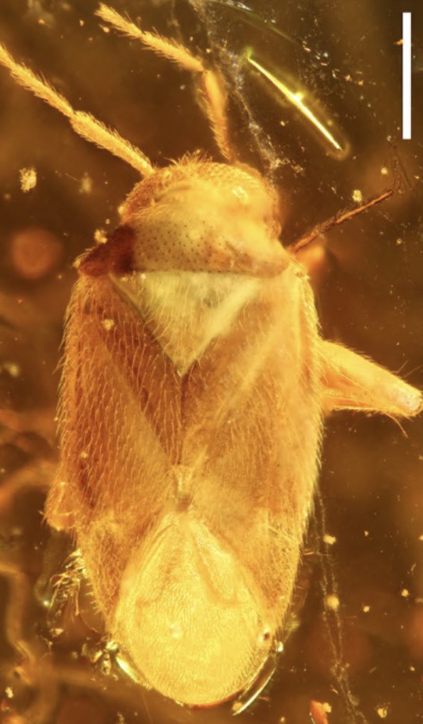 ‼️ #openaccess paper alert. 

🪳Insect included in amber is for the first time described from  Eocene Belgian Amber.

📑 in #scientificreports with Leyla Seyfullah, Jacek Szwedo and Alexander R Schmidt. 

📍<a href="/nat_sciences_be/">Institute of Natural Sciences Belgium</a>, <a href="/ULiegeRecherche/">ULiège Research & Innovation</a>, #eddylab 

rdcu.be/dKL1X