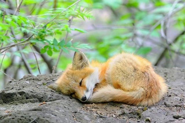 tonyellis888's tweet photo. Take it easy π¦πΎπΎπ€π§‘ππ€π
Sleepy #FridayFox #FridayFeeling #FridayVibes #wildlifephotography #NatureBeauty #cuteness https://t.co/mCl5jyHT5I
