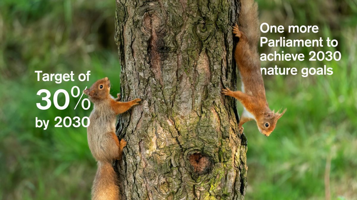 To restore nature by 2030, we need more Government action. All political parties must prioritise nature in their manifestos ahead of the upcoming General Election. 📣

Read our priorities: buff.ly/3VGcq32

📷 Joanne Tully