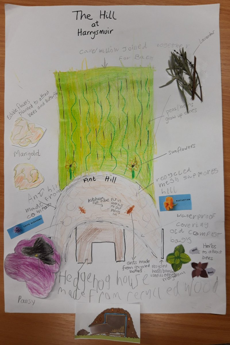 HarrysmuirPS's tweet photo. @MrsCarder_hps Our #PocketGarden is now complete! Our mini sustainable garden tells the story of ‘The Hill at Harrysmuir’ an ant hill that hides a secret hedgehog home.  Vote for us @KSBScotland online showcase: https://t.co/qPXHpgiGaW
@hogfriendly @hedgehogsociety #HogFriendly https://t.co/dOVaFG0wYJ