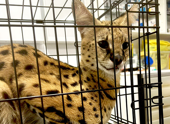 Serval intervenido en Canet de Mar tras colarse en una casa y atacar al perro y gato de la familia🤯
Urgimos a <a href="/Animalesgob/">D. G. Derechos Animales</a> del <a href="/MSocialGob/">Ministerio de Derechos Sociales, Consumo y A2030</a> que se ponga en marcha el proceso de desarrollo y elaboración de los Listados Positivos de animales silvestres.
listadopositivo.org/faada-colabora…