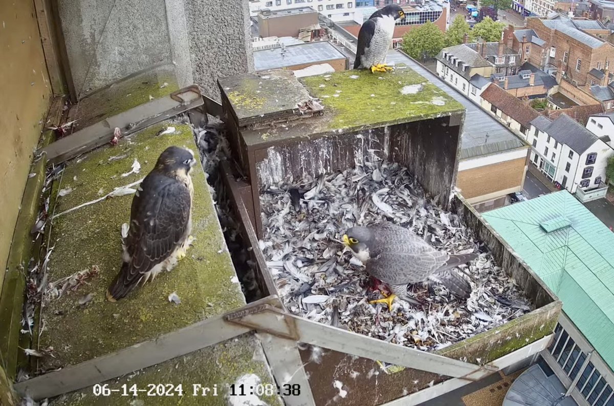 Aylesbury peregrine looking stronger each day