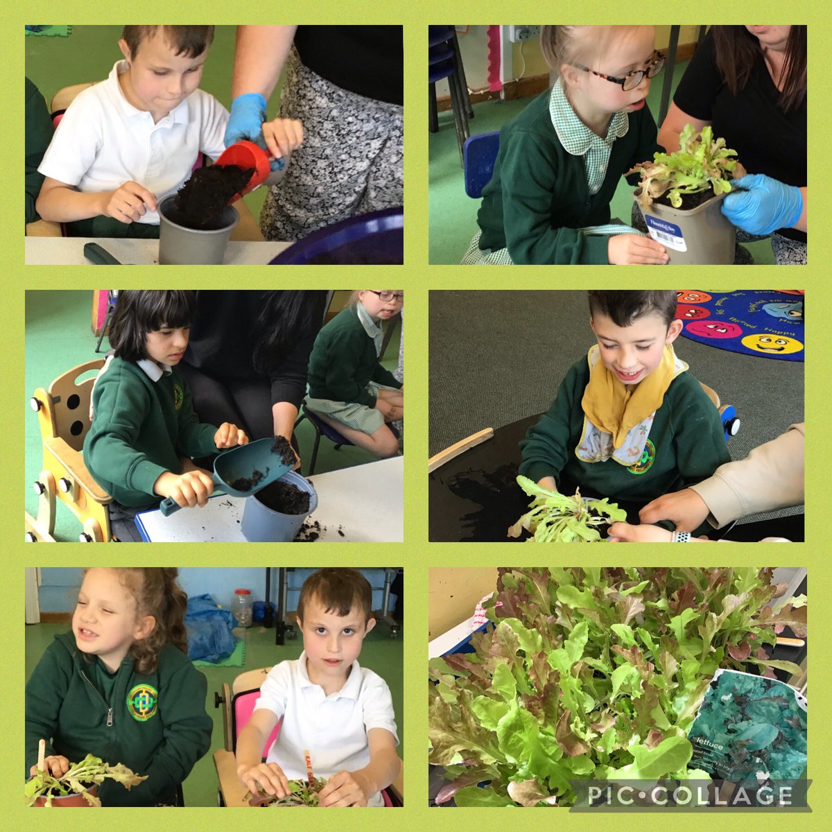 PenllergaerP's tweet photo. The children in Infant and Junior PMLD have been busy growing fruit and vegetables. We were so excited that our lettuce had grown from the tiny seeds we had planted, watered and looked after ๐ง๐ฅฌ #PPSPmld #PPSST https://t.co/bAqkamckqL