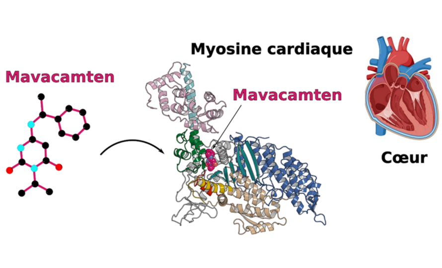 🔬 By studying two molecules, Omecamtiv mecarbil and Mavacamten, researchers of <a href="/institut_curie/">Institut Curie</a> led by Dr. <a href="/AnneHoudusse/">Anne HOUDUSSE</a> have revealed that they target the same myosin pocket despite having opposite effects on heart contraction.

📑 Read publication: pubmed.ncbi.nlm.nih.gov/38014327/