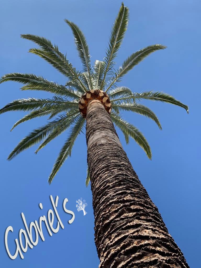 Gabriel_Trees's tweet photo. Tree Services done in Los Angeles, CA
#GabrielTrees #TreeServices #LosAngeles ๐ณ https://t.co/DNmHKWzosQ