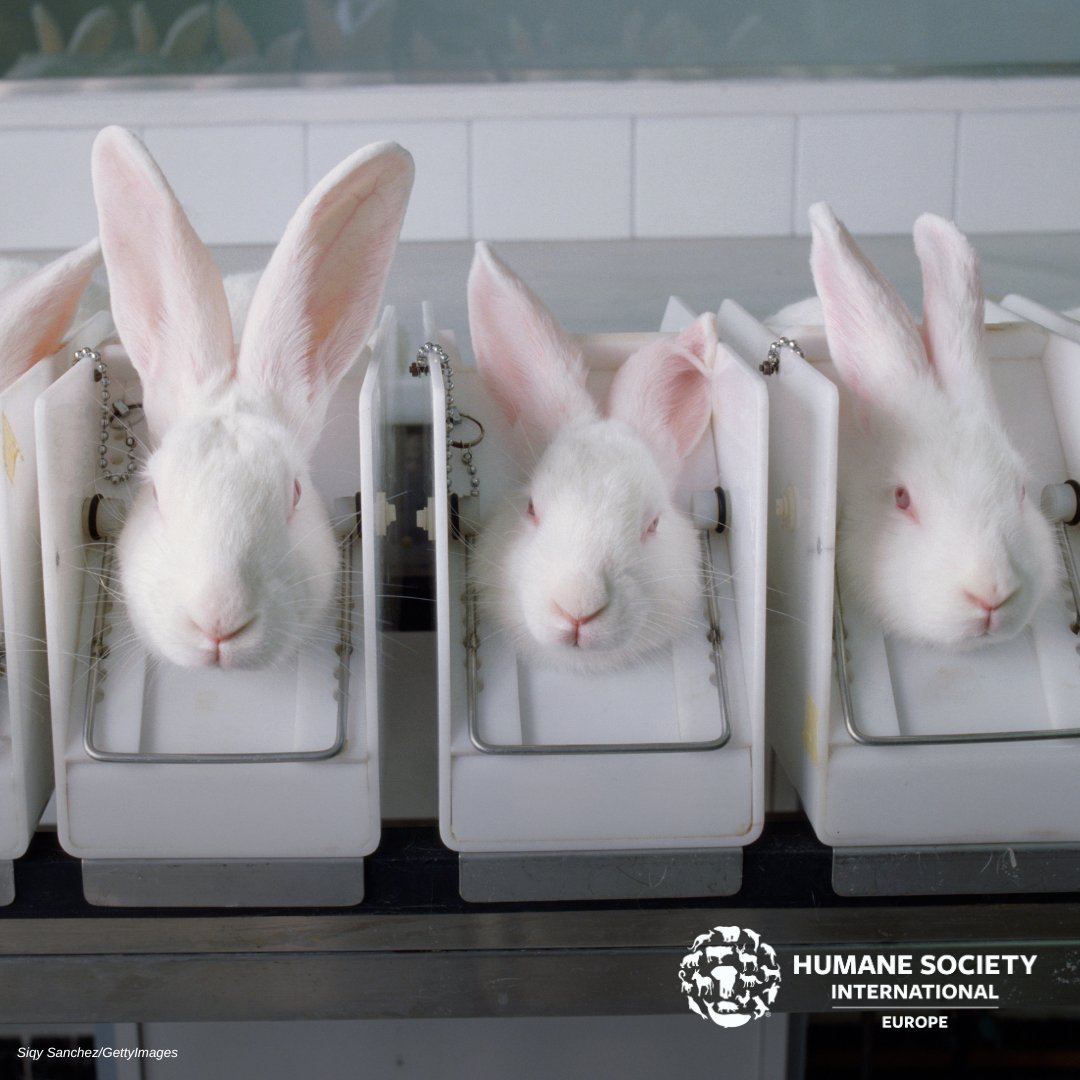 humaneworldeu's tweet photo. All animals deserve to live a life free from suffering. Do you agree? 🐰❌
Share the post and the cause to show support! 💪

#HSIEurope #EUAnimalWelfare #AnimalFreeScience #ScienceWithoutSuffering https://t.co/ELBiV2vtwU