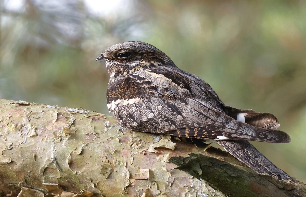Nightjar (male) .. my fave UK 🐦 
Nottinghamshire
12 June 2024
