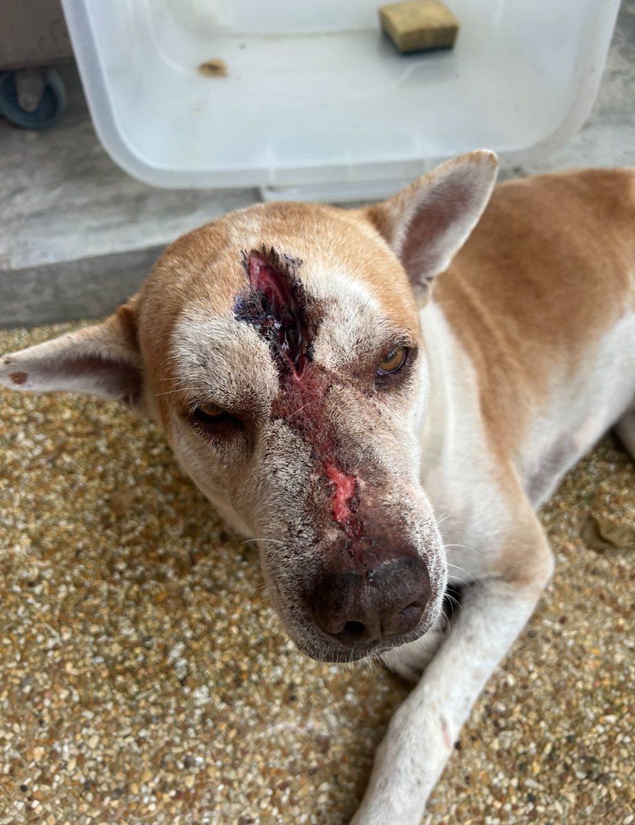 NiallHarbison's tweet photo. The most unlikely but heartwarming football story you’ll come across today. ⚽️ 

It starts with Thai street dogs McMuffin riddled with cancer and Whacker who had been attacked with a pick axe.

They came as close to death as it gets but it’s all change now… (1/5) 🧵 https://t.co/JZcUIZr8Cj