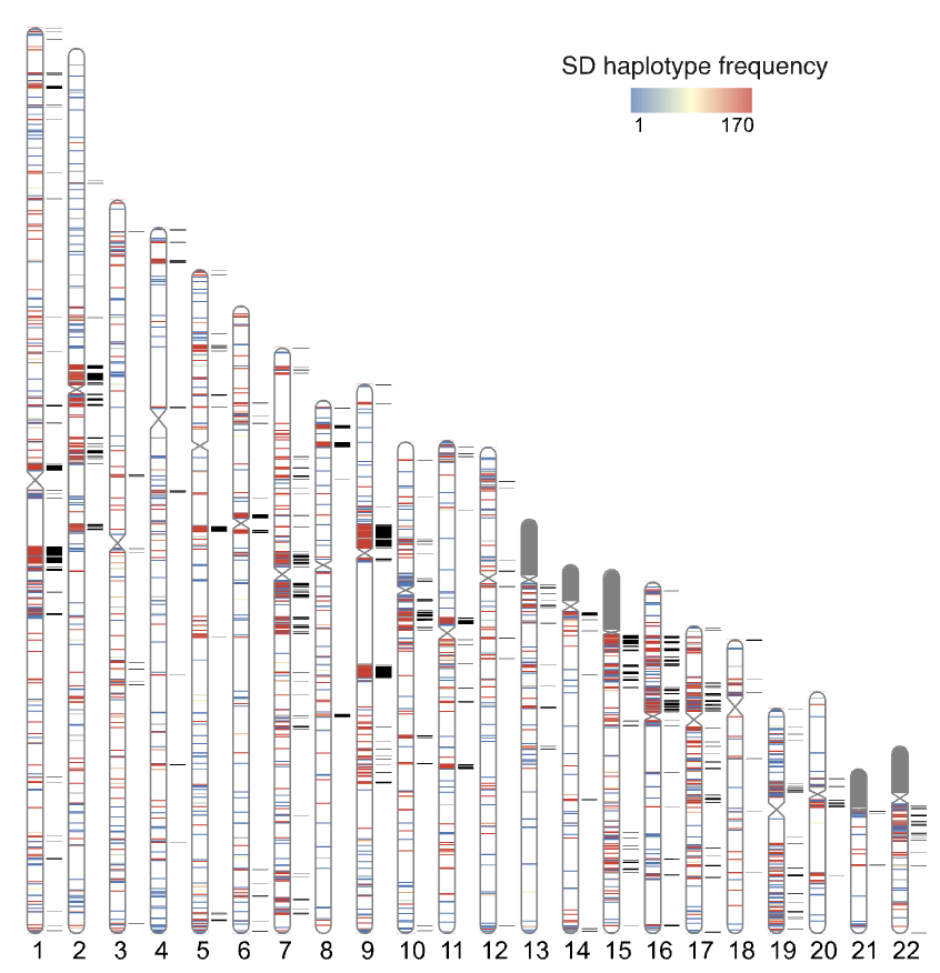 Analysis of 170 <a href="/PacBio/">PacBio</a> HiFi genomes identified 7000+ segmentation duplications (SD) that comprise 6.1% of the (T2T CHM13) genome. African genomes show higher copy number of multi-copy SDs. Comparing to Iso-Seq data finds 201 novel protein-coding gene in multicopy SDs.