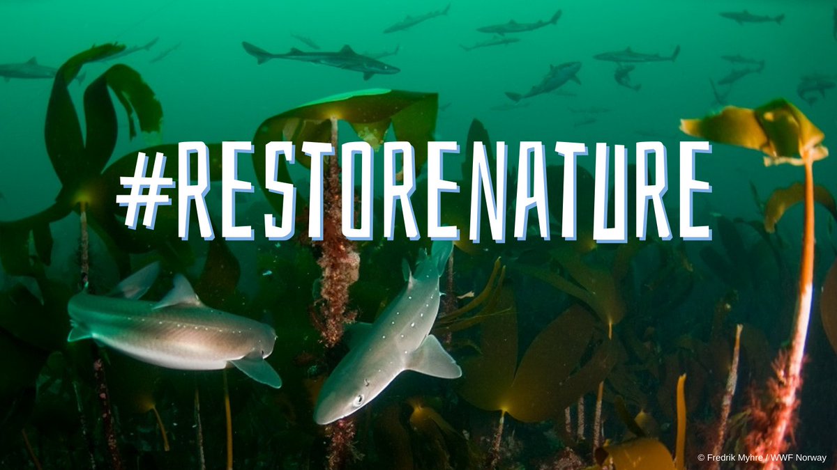 RecFishingEP's tweet image. The #RestoreNature Law is scheduled at the upcoming @EUCouncil meeting on Monday 17.06

🇪🇺 #AnglingCommunity urges political leaders to finally endorse this long-awaited law as it is not only crucial but also #beneficial 

Read the full state of play 👇
bit.ly/3Rwl3e7