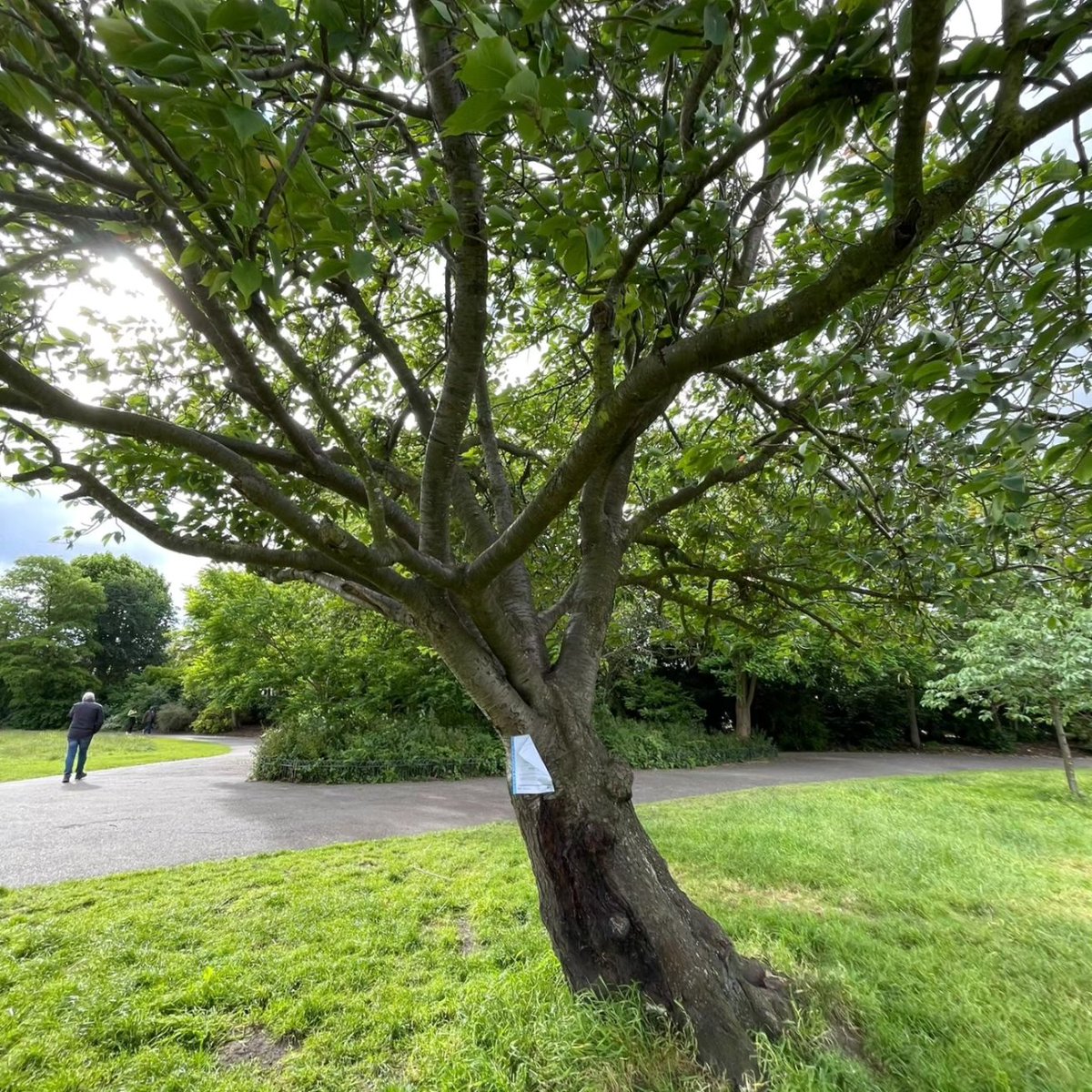 I can confirm the cherry is not being removed 

the job number quoted on the notice relates to a dead buxus that is being removed elsewhere within the park, I have arranged for this notice to be removed this morning