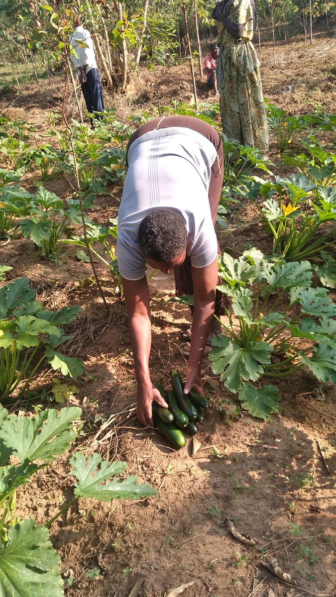 ObuntuFarm's tweet image. #SDGs in Namagumba &amp;amp; Namunsi wards in #Mbale. We are demonstrating community solutions to enhance household incomes. Thank you, @MbaleHotel, for supporting women in agri-business by prioritizing buying directly from their farms. @JoanTagerwa #UniteToAct @NPA_UG @MAAIF_Uganda