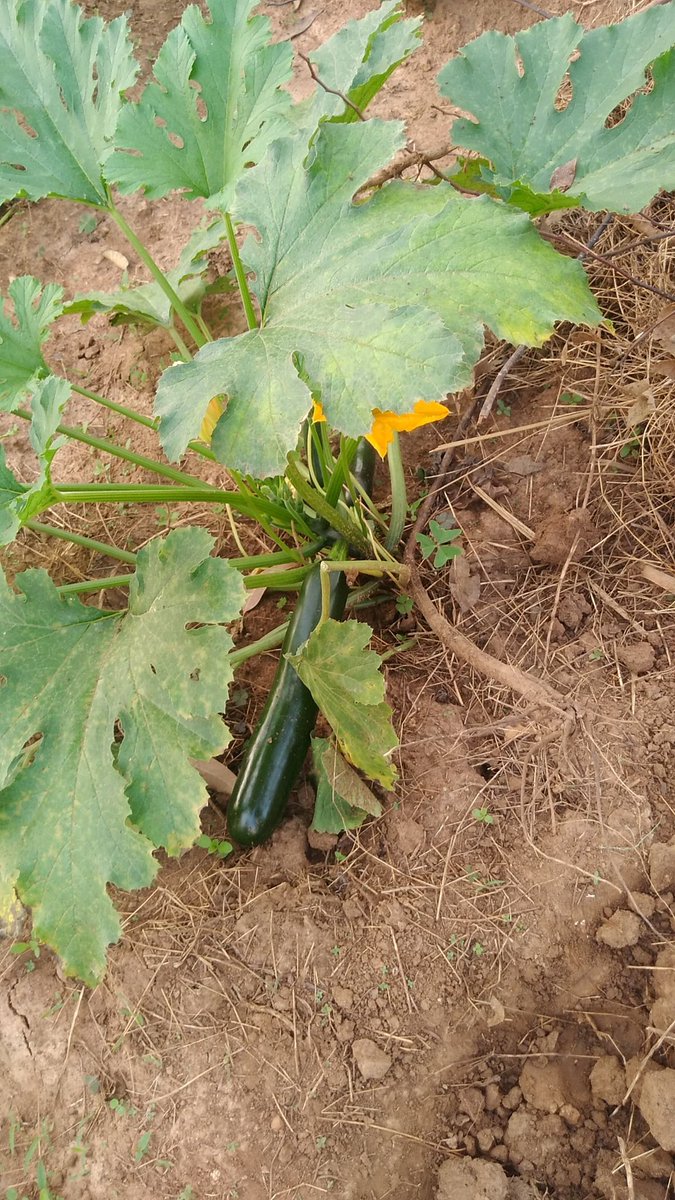 ObuntuFarm's tweet image. #SDGs in Namagumba &amp;amp; Namunsi wards in #Mbale. We are demonstrating community solutions to enhance household incomes. Thank you, @MbaleHotel, for supporting women in agri-business by prioritizing buying directly from their farms. @JoanTagerwa #UniteToAct @NPA_UG @MAAIF_Uganda