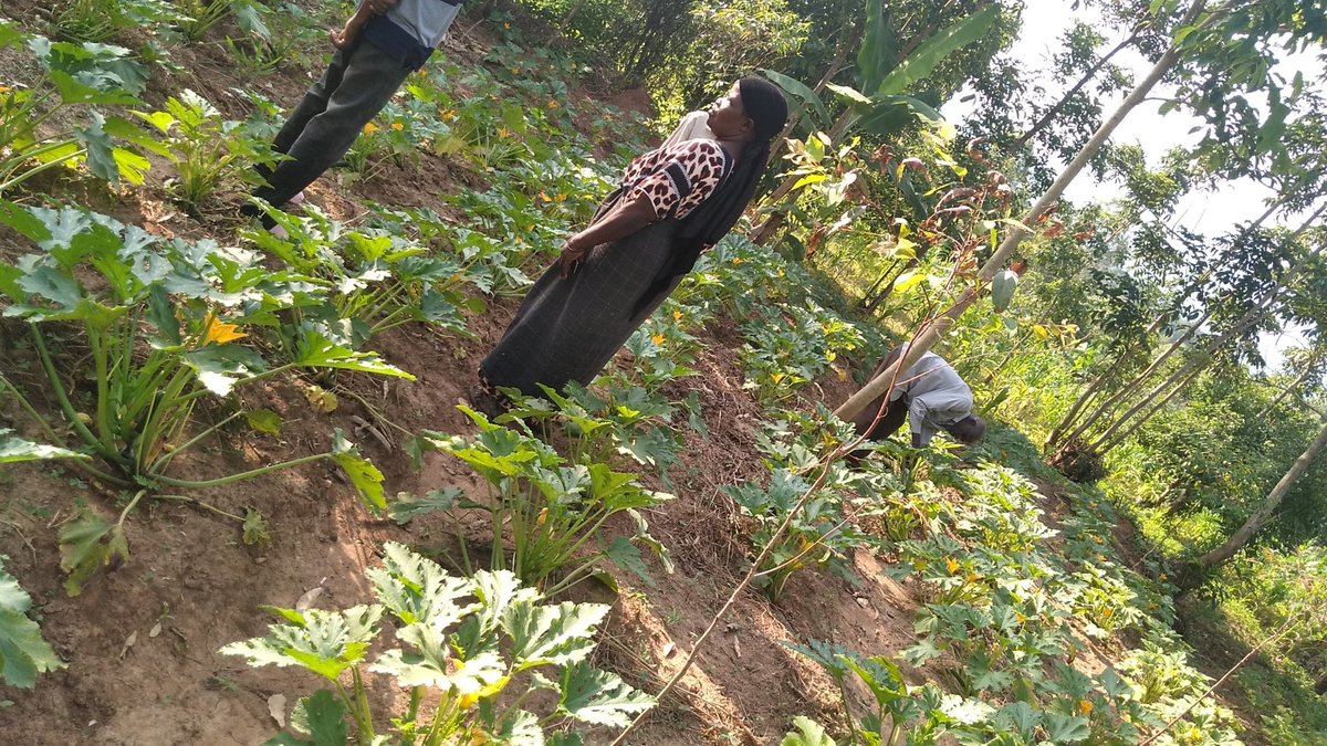 ObuntuFarm's tweet image. #SDGs in Namagumba &amp;amp; Namunsi wards in #Mbale. We are demonstrating community solutions to enhance household incomes. Thank you, @MbaleHotel, for supporting women in agri-business by prioritizing buying directly from their farms. @JoanTagerwa #UniteToAct @NPA_UG @MAAIF_Uganda