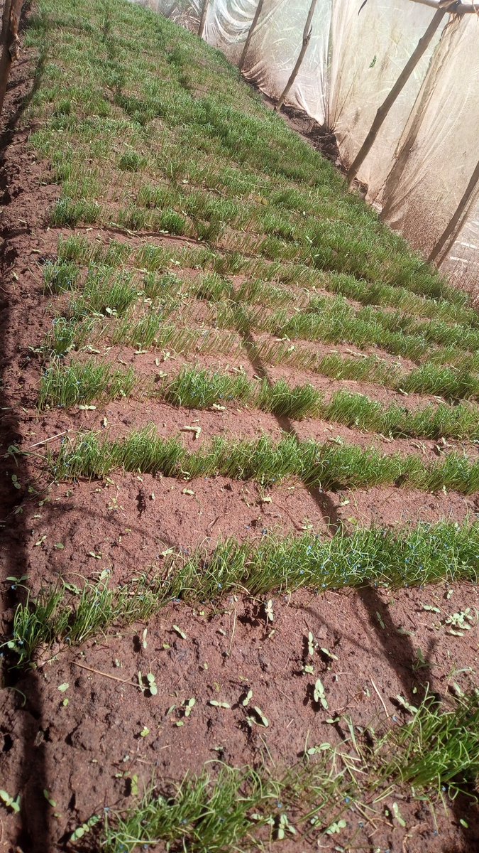 ObuntuFarm's tweet image. #SDGs in Namagumba &amp;amp; Namunsi wards in #Mbale. We are demonstrating community solutions to enhance household incomes. Thank you, @MbaleHotel, for supporting women in agri-business by prioritizing buying directly from their farms. @JoanTagerwa #UniteToAct @NPA_UG @MAAIF_Uganda