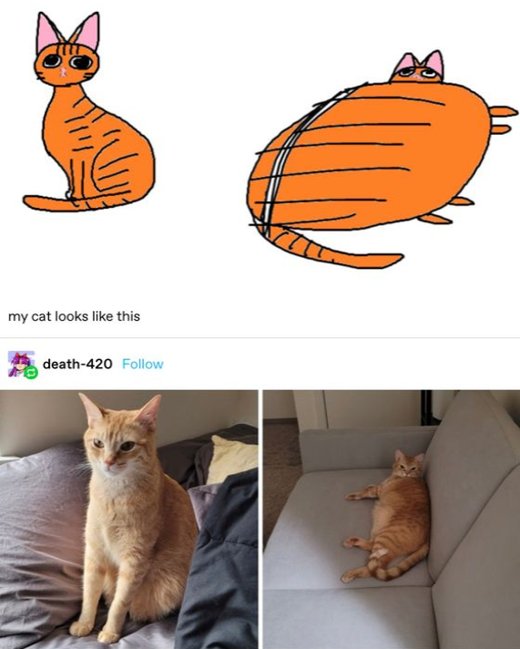 Dont Show Your Cat tweet media