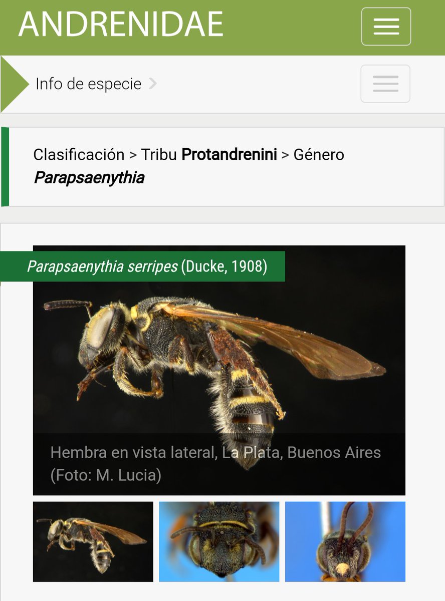 almadavalentin_'s tweet photo. Catálogo de especies de abejas de la familia Andrenidae de Argentina y Uruguay.
.
Link :
https://t.co/BYM0v6jYTI
.
@Mlucia_Xylo 
.
#entomologia #abejassilvestres #andrenidae https://t.co/i2VulVjr1H