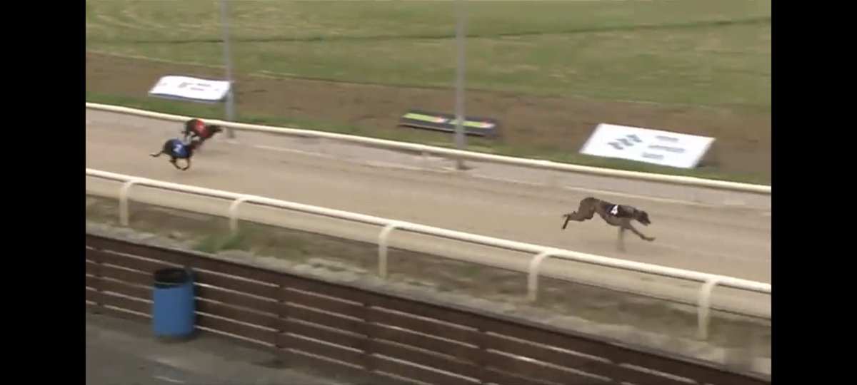 TrapToLine1's tweet photo. Full House!

2 Bets 2 Nice Winners!

Woo Hoos Hugo had it won from lid rise trapped smartly and won very comfortably! 
9/4 ➡️5/4 ✅

Footfield Logan had to battle hard to hold off the 3 dog but held on comfortably in the end!
11/4 ➡️ 11/8 ✅ https://t.co/neIFHz5HmH