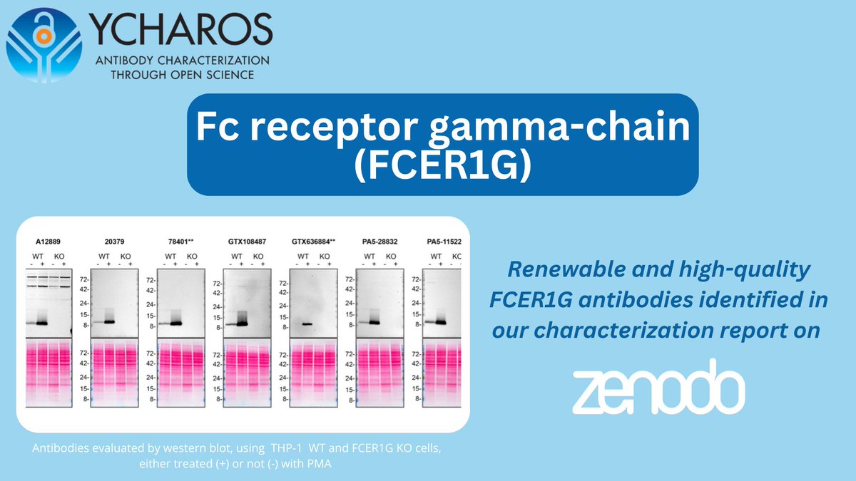 YCharOS1's tweet image. 🎯Target of the week: Fc receptor gamma-chain (FCER1G). Excited to share the findings from this report and facilitate identifying renewable antibodies to propel FCER1G research forward!
➡️doi.org/10.5281/zenodo…
#researchreproducibility #antibodyvalidation #FCER1G