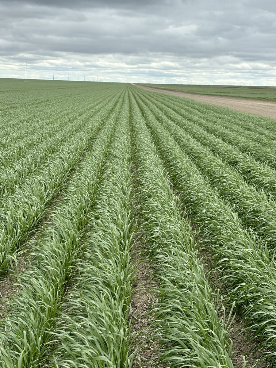 Max Ag Consulting Ltd tweet media