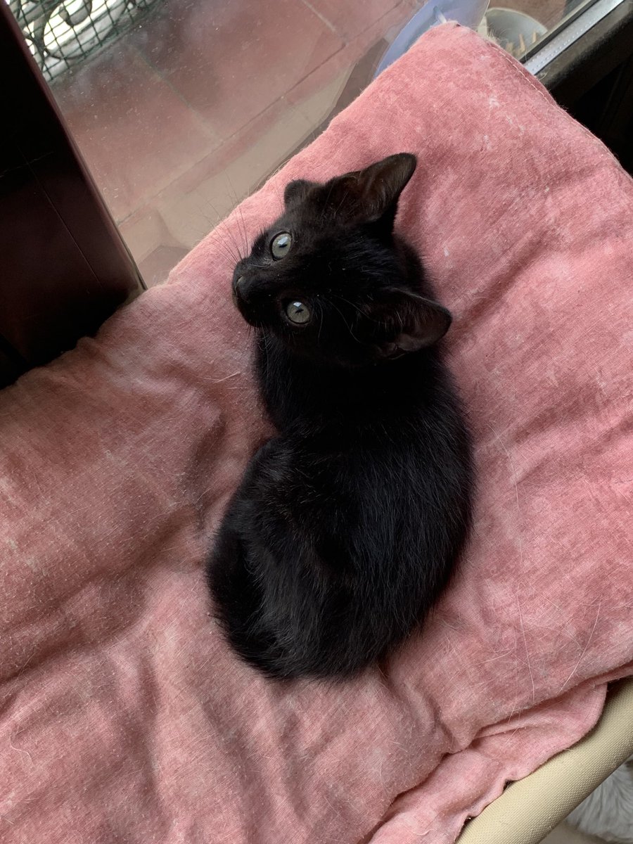 Estos pequeñines buscan familia!!🚨
Dos gatitos negros, un macho y una hembra, de la misma camada y de aproximadamente dos meses de edad. Para adoptar cuanto antes🥰🥰
En Madrid, Guadalajara o Talavera de la Reina.
#adopta #adopcion #gatos #gatitos