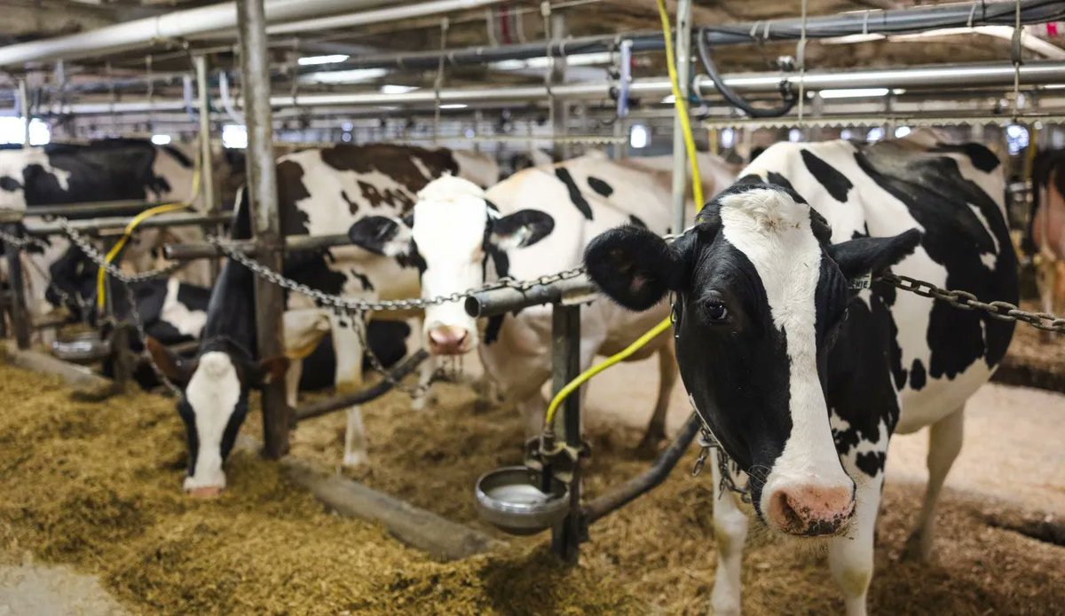 🌡️📈 The temperature is rising and it's crucial to take care of our dairy cows during this hot spell! 🐄☀️
Heat stress affects much more than milk production. Find out how in the article ⤵️ uniag.coop/articles/le-st…