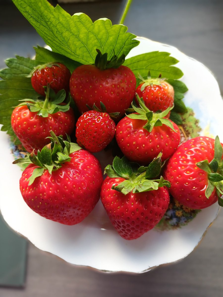 First crop of strawberries are simply the best despite the rain and snails #strawberries