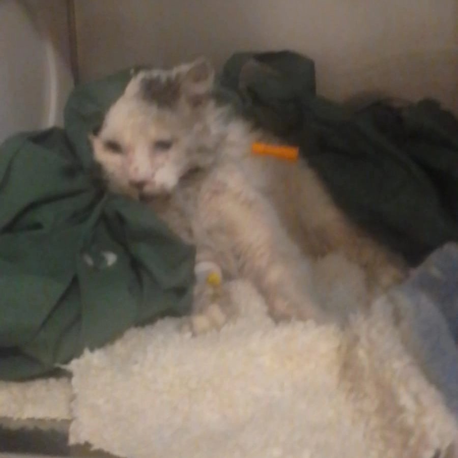 sol_palacios_m's tweet photo. Act gatito blanco, el esta hospitalizado por recibir una patada y además porque le cortaron su orejita. Ya fue operado. Esta recibiendo alimentación por sonda. Perdió dientes🥺. Falta poco para reunir el dinero total💪Gracias😊 
Solange Palacios
Banco estado
Cuenta rut
17376209-7 https://t.co/eiHNwAACeR