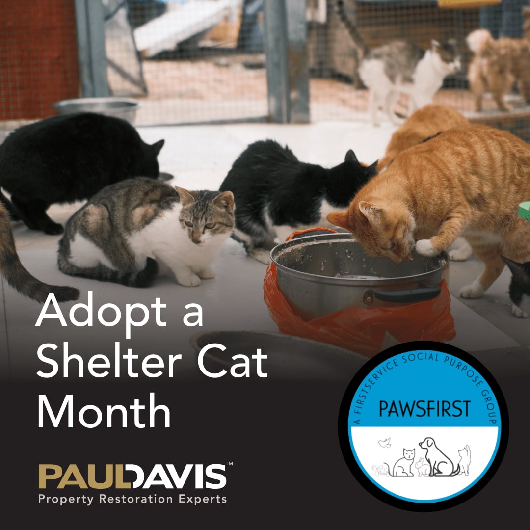 PDRestoration's tweet photo. It’s Adopt a Shelter Cat Month! Let’s make a difference in our communities and get involved!
https://t.co/W5eh6Wtcdx
#PawsFirst #FirstServeOthers #AdoptACat #PaulDavisRestoration https://t.co/zTOnXhlWiP