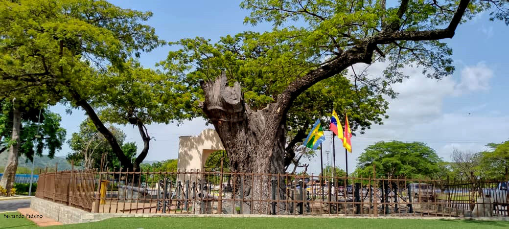 📸 #VenezuelaYSuGenteBella / Monumento Samán de Guere en la parroquia que lleva su nombre este majestuoso árbol icono de nuestro Municipio #Mariño <a href="/NicolasMaduro/">Nicolás Maduro</a> <a href="/johanitakenpo/">Joana Sánchez</a> <a href="/dcabellor/">Diosdado Cabello R</a> <a href="/VillegasPoljak/">Ernesto Villegas Poljak</a> <a href="/CENAFotografia/">Centro Nacional de la Fotografía 📸</a> <a href="/VeMisionCultura/">Misión Cultura</a> 
#Fotografia #HistoriaLocal

#14Jun