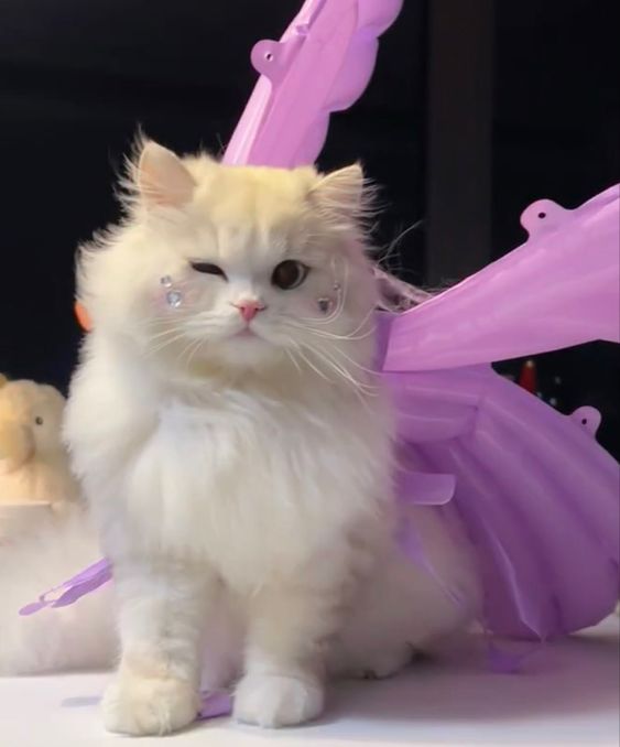 Cute Cats 🐱 tweet media